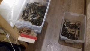 Австралийские раки  итоги 8 месяцев