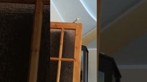 Птенец кореллы начал петь. Как определить пол? ?♀️