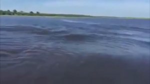 Огромный бегемот гонится за катером