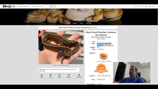 Confusion Ball Python Morph Combinations | Jack's Reptiles