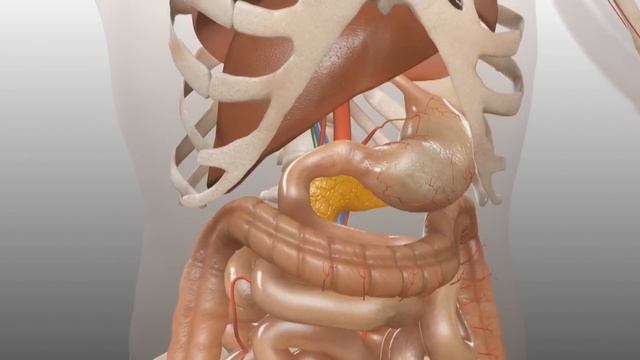 Location of Pancreas смотреть онлайн