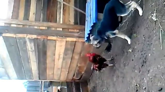 два петуха смотреть онлайн