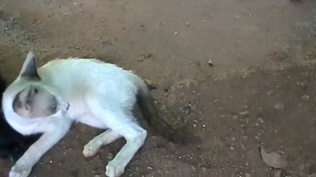 любвиобильная кошка смотреть онлайн