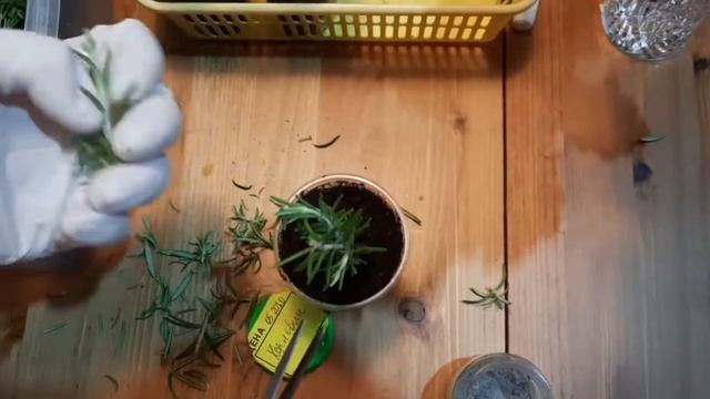 Как черенковать розмарин;) смотреть онлайн