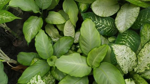DIEFFENBACHIA TISSU DOVE смотреть онлайн
