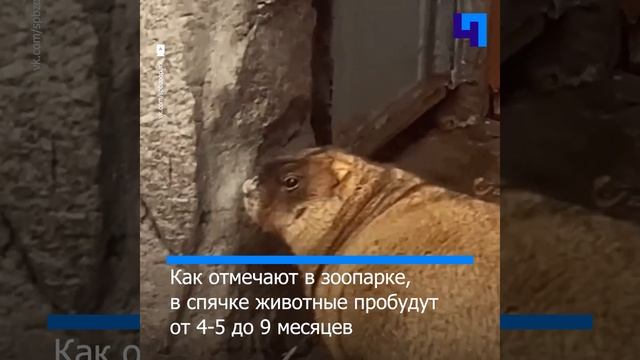 В Ленинградском зоопарке впали в спячку сурки Ижорик и Августина смотреть онлайн