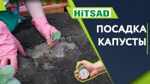 Посадка Капусты За 4 минуты ✔️ Рассада Капусты в Открытый грунт  ✔️ Советы Садоводам От Хитсад ТВ