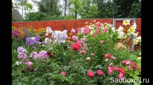 Главные ошибки, которые я совершила в саду