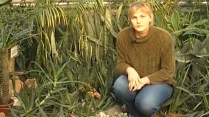 Алоэ древовидное