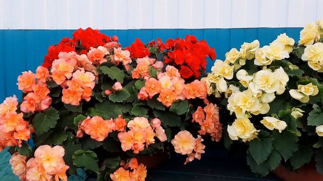 Бегонии солении,свели с ума своим цветением!!!!??? смотреть онлайн