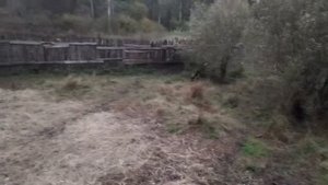 Охота притравка лаек на кабана 1 год
