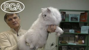 Кот персидская шиншилла. Выставка кошек PCA on-line.