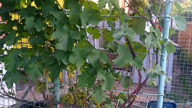 Виноград Подмосковья, сорт Суперэкстра созрел 3 недели назад, но до сих пор прекрасно висит на куст