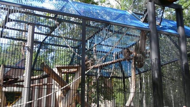 обезьяна в клетке смотреть онлайн