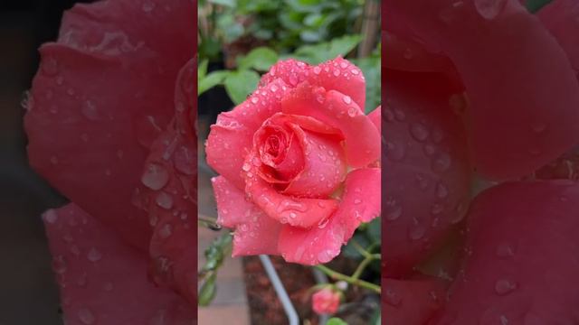 America Climbing Rose #rose #davidaustinroses #davidaustin #nature #garden