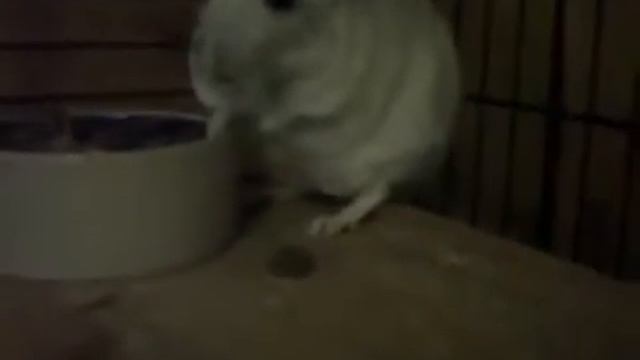 Смешная шиншилка! смотреть онлайн