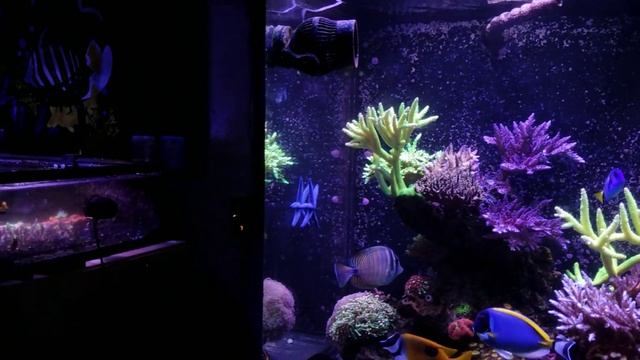 Update On My Blue Linckia Starfish Added Back In 2016 смотреть онлайн