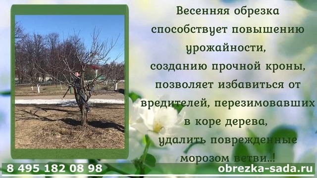 Обрезка плодовых деревьев весной