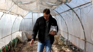 Сидераты. Посадка в теплицу. Горчица, рапс, редька масличная.