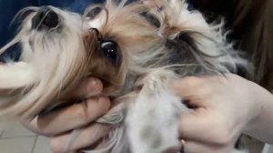 Как почистить уши собаке. Лосьон Аурикап - средство для чистки ушей