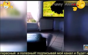 приколы животные