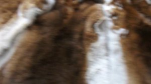 Шкурки кролика рекс коричнего рыжего окраса