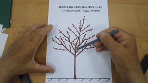 Формирование черешни