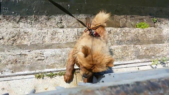 Чау-чау жарко купается бесится смотреть онлайн