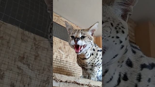 Сервал шипит как пробитое колесо 🤣🤣The serval hisses like a broken tire 🚲