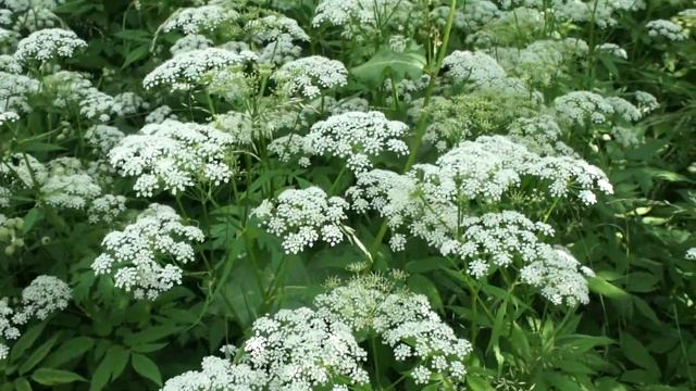 Сныть холодным летом 2017 смотреть онлайн