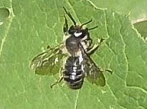 Andrena denticulata 19.07.2022, Великий Новгород
