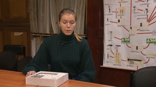 Новости СПбГУ: Энтомологи СПбГУ открыли редкий вид усатого тропического клопа