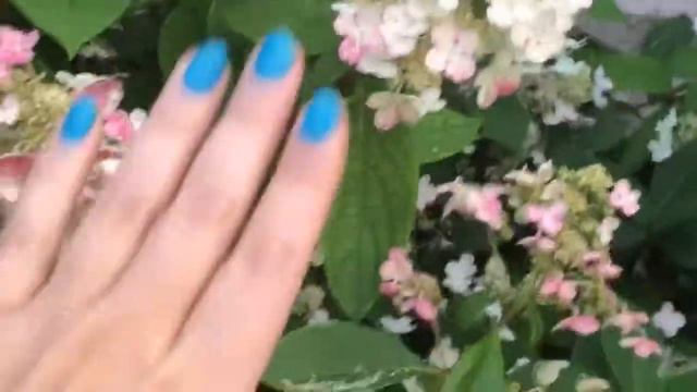 🌸My beautiful Quick Fire panicle hydrangea bush is turning pretty pink 7/18/2021🌸 смотреть онлайн