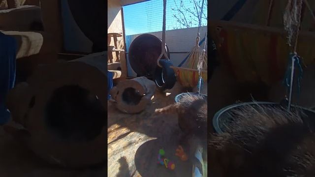 Еноты рыбачат #ямыилюша #помощьбездомнымживотным #raccoon #анапа #море #животные