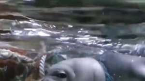 Загрязнение мирового океана пластиком и как с этим бороться?