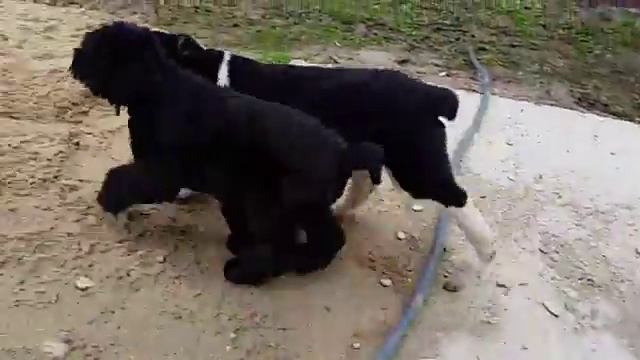 Щенок русского черного терьера, Тея, 3 м смотреть онлайн