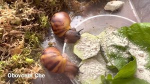 МОЛЛЮСКИ АХАТИНА ТИГР АРХАХАТИНА МАРГИНАТА | Пакет с мусором после уборки