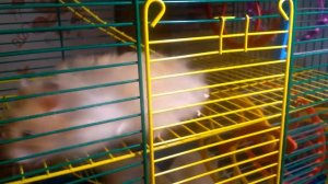 Хомячки в трехэтажной клетке