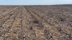 Посев кукурузы по кукурузе! Новая Сеялка ! No till!!!