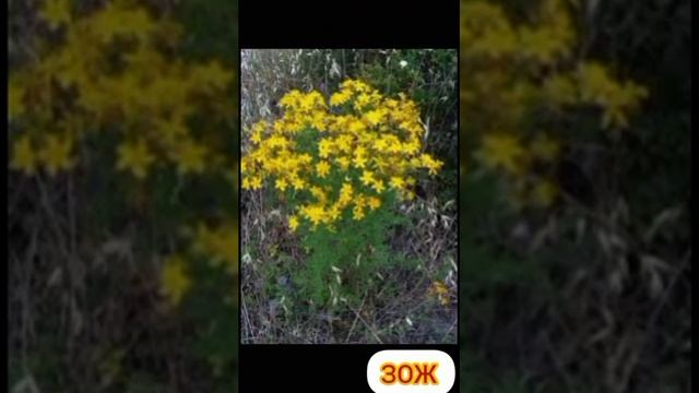 Корень (SIBERIAN WELLNESS) ссылка на страничку в описании смотреть онлайн