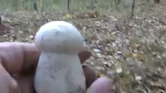 Грибное нашествие подберёзовиков. Грибы конца Сентября.