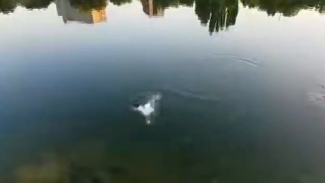 Рыбалка в Краснодаре. Щучка на живца. Озеро Карасун.Краснодар Рыбалка на Кубани смотреть онлайн