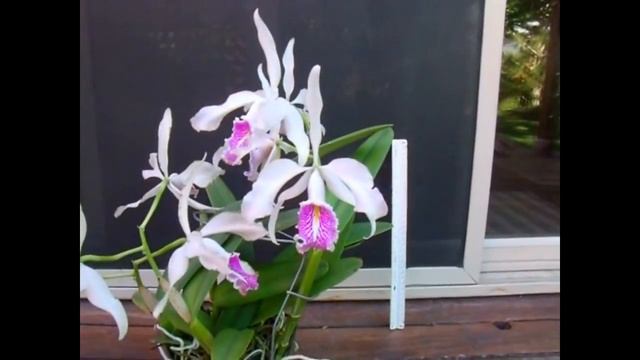 FIRST BLOOM! C. maxima semi-alba venosa ('Marolo' X Valley Isle') 7.18.16