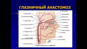УЗД Патологии экстракраниального отдела брахеоцефальных артерий ч1 а Ерошенко О.Л.
