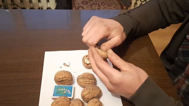 Обзор сада греческого ореха  в Литве. Саженцы Н.Ф.Киктенко смотреть онлайн