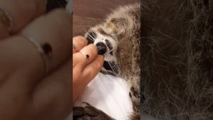Енот Илюша крепко спит