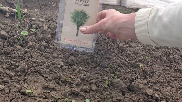 Семена укропа Кустовой | Как вырастить укроп из одной пачки семян | Укроп выращивание