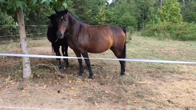 MRM Black Magic - Pasture Breeding - Courting a Mare - Morgan horse смотреть онлайн