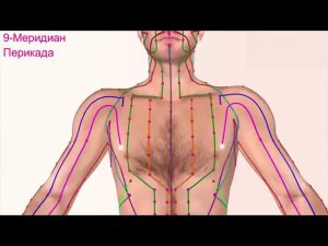 ▼ 12 парных меридианов