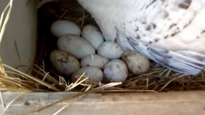 Индюшка села на гнездо,подложил гусиные яйца.